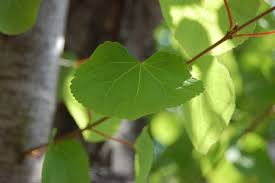 Attēlu rezultāti vaicājumam “Cercidiphyllum japonicum fruit”
