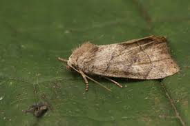 Attēlu rezultāti vaicājumam “Cosmia trapezina”