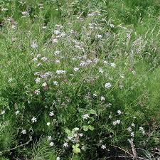 Attēlu rezultāti vaicājumam “Torilis japonica leaf”