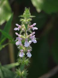 Attēlu rezultāti vaicājumam “Stachys palustris bud”