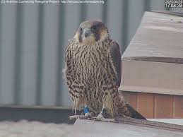 Image result for Ukc Falcons