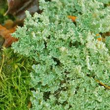 Attēlu rezultāti vaicājumam “Cladonia parasitica”