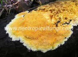 Attēlu rezultāti vaicājumam “Antrodia”