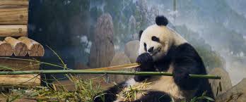 Résultat de recherche d'images pour "pandas"