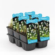 Attēlu rezultāti vaicājumam “Eriophorum angustifolium fruit”