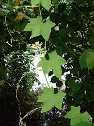 Attēlu rezultāti vaicājumam “Echinocystis lobata leaf”