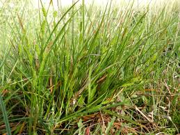 Attēlu rezultāti vaicājumam “Carex pulicaris”