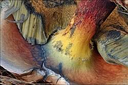 Attēlu rezultāti vaicājumam “Boletus luridus”