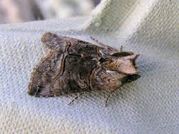 Attēlu rezultāti vaicājumam “Abrostola tripartita”