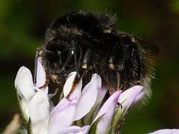 Attēlu rezultāti vaicājumam “Bombus terrestris”