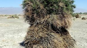 Image result for Dearne Valley Devils