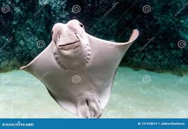 Image result for Rhinoptera bonasus