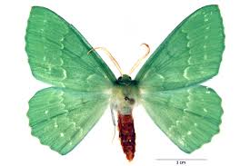 Attēlu rezultāti vaicājumam “Geometra papilionaria”