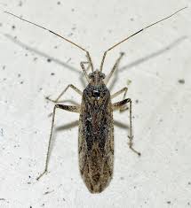 Attēlu rezultāti vaicājumam “Phytocoris sp.”