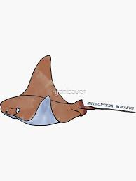 Image result for Rhinoptera bonasus