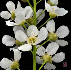 Attēlu rezultāti vaicājumam “Prunus padus var. roseiflora flower”