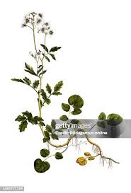 Attēlu rezultāti vaicājumam “Cardamine amara leaf”