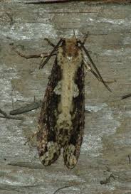 Attēlu rezultāti vaicājumam “Scardia boletella”