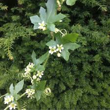 Attēlu rezultāti vaicājumam “Viola mirabilis leaf”