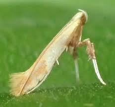 Attēlu rezultāti vaicājumam “Gracillariidae”