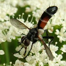 Attēlu rezultāti vaicājumam “Cylindromyia sp.”