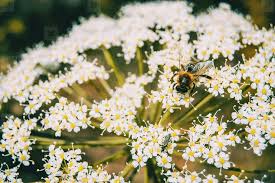 Attēlu rezultāti vaicājumam “Carum carvi flower”