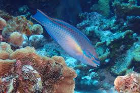 Image result for Scarus taeniopterus