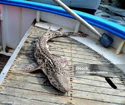 Image result for Scyliorhinus stellaris