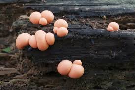 Attēlu rezultāti vaicājumam “Lycogala asperum”