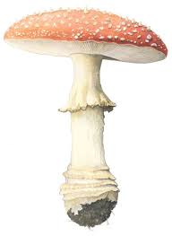 Attēlu rezultāti vaicājumam “Amanita muscaria”