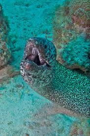 Image result for Gymnothorax moringa