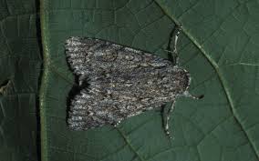 Attēlu rezultāti vaicājumam “Acronicta aceris”