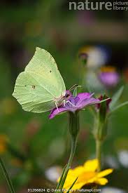 Attēlu rezultāti vaicājumam “Gonepteryx rhamni male”