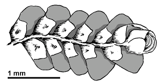 Attēlu rezultāti vaicājumam “Radula complanata sporophyte”