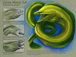 Image result for Gymnothorax funebris