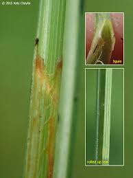 Attēlu rezultāti vaicājumam “Carex loliacea leaf”