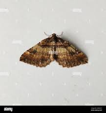 Attēlu rezultāti vaicājumam “Earophila badiata”