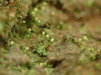 Attēlu rezultāti vaicājumam “Chaenotheca brachypoda”