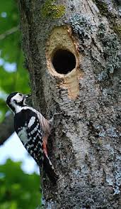 Attēlu rezultāti vaicājumam “Dendrocopos leucotos”