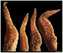 Attēlu rezultāti vaicājumam “Cephalozia bicuspidata sporophyte”