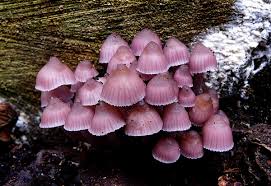 Attēlu rezultāti vaicājumam “Mycena”