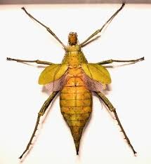 Attēlu rezultāti vaicājumam “Dicyphus nymph”