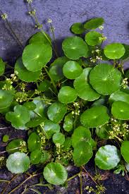 「銅錢草」的圖片搜尋結果