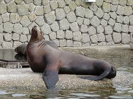 Image result for Eumetopias jubatus