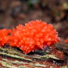Attēlu rezultāti vaicājumam “Tubifera ferruginosa (subsp. ferruginosa) young”