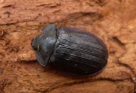 Attēlu rezultāti vaicājumam “Peltis grossa”