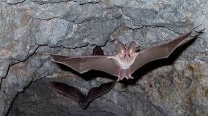 Attēlu rezultāti vaicājumam “Chiroptera”