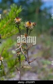 Attēlu rezultāti vaicājumam “Carlina biebersteinii leaf”