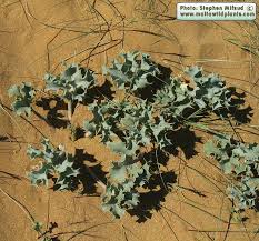 Attēlu rezultāti vaicājumam “Eryngium maritimum leaf”