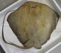 Image result for Hypanus longus